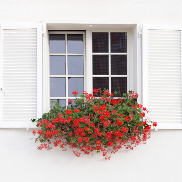 White window with shutters and flowers on the white wall background
